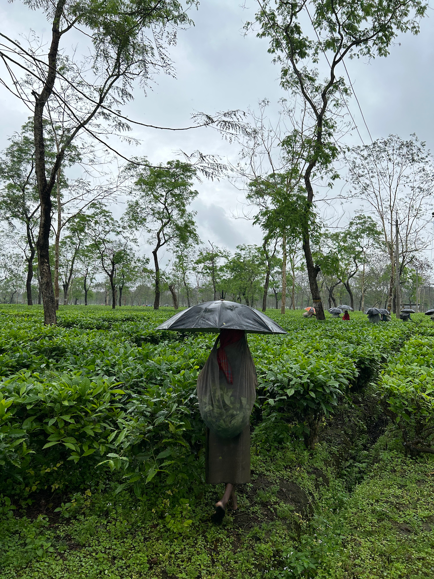 All About Assam Tea